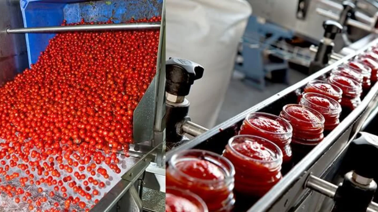 You are currently viewing How is Ketchup Made: Truth, Background, History, Facts and Production